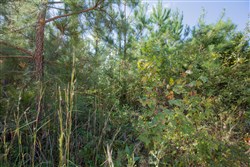 property photo for Sky Ranch Tract 1, 2.87 acres for sale in Attala County, Mississippi