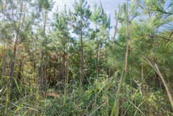 property photo for Sky Ranch Tract 1, 2.87 acres for sale in Attala County, Mississippi