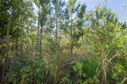 property photo for Sky Ranch Tract 1, 2.87 acres for sale in Attala County, Mississippi