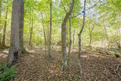 Sky Ranch Tract 10