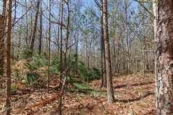 property photo for Southern Hills Tract 10, 5.02 acres for sale in Tishomingo County, Mississippi