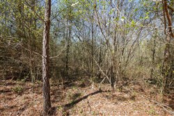 property photo for Southern Hills Tract 10, 5.02 acres for sale in Tishomingo County, Mississippi