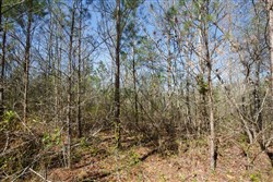 property photo for Southern Hills Tract 10, 5.02 acres for sale in Tishomingo County, Mississippi