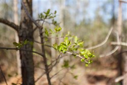 property photo for Southern Hills Tract 10, 5.02 acres for sale in Tishomingo County, Mississippi