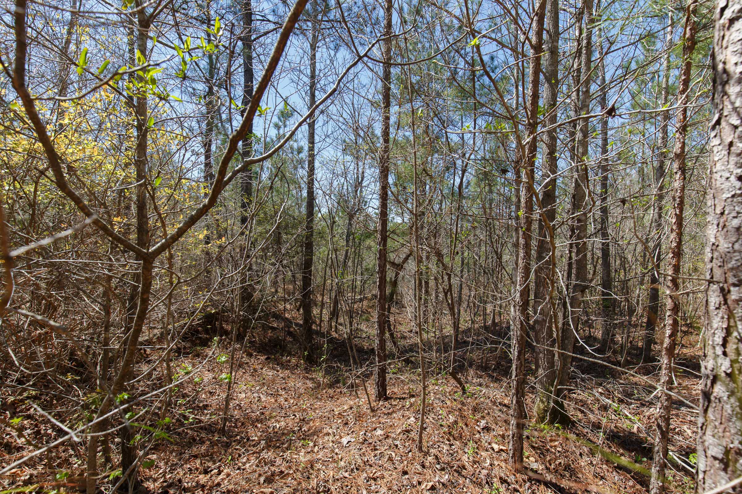Tract 11 at Southern Hills in Tishomingo County, Mississippi