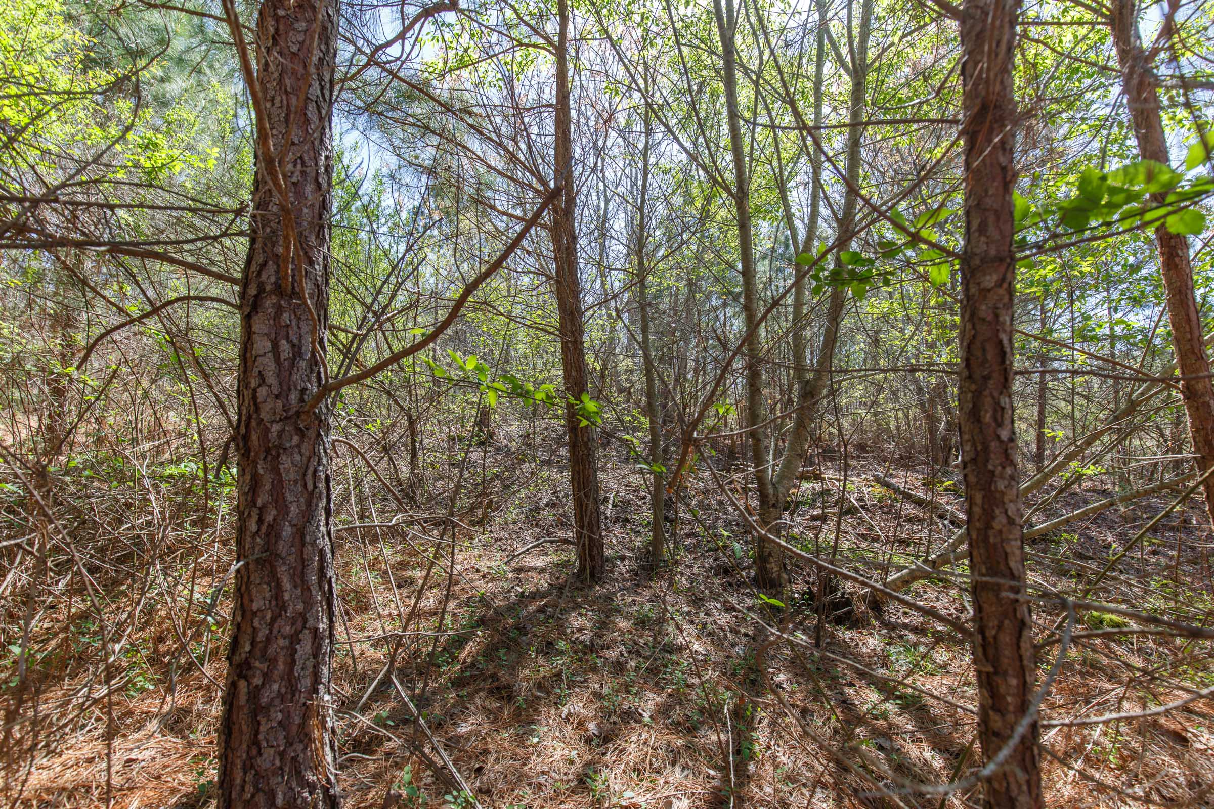 Tract 12 at Southern Hills in Tishomingo County, Mississippi