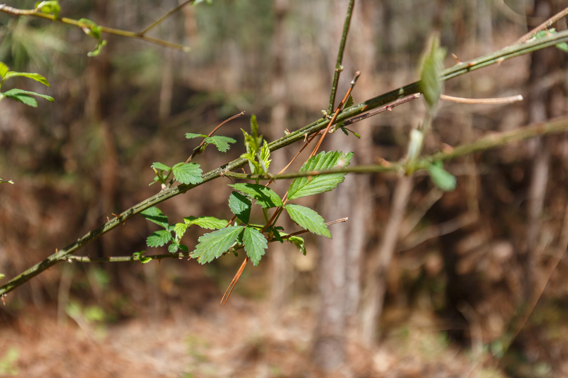 Tract 14 at Southern Hills in Tishomingo County, Mississippi