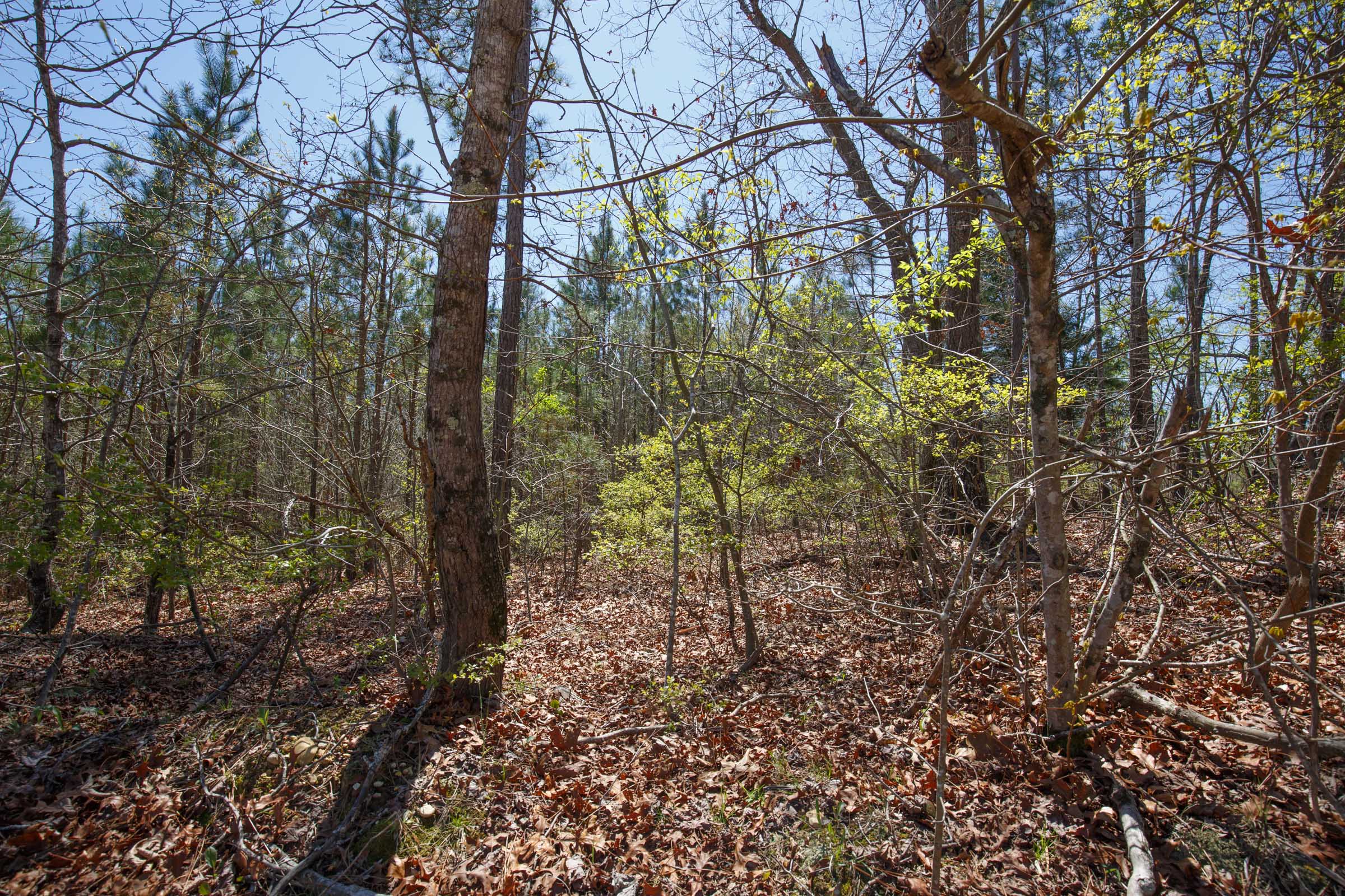 Tract 2 at Southern Hills in Tishomingo County, Mississippi