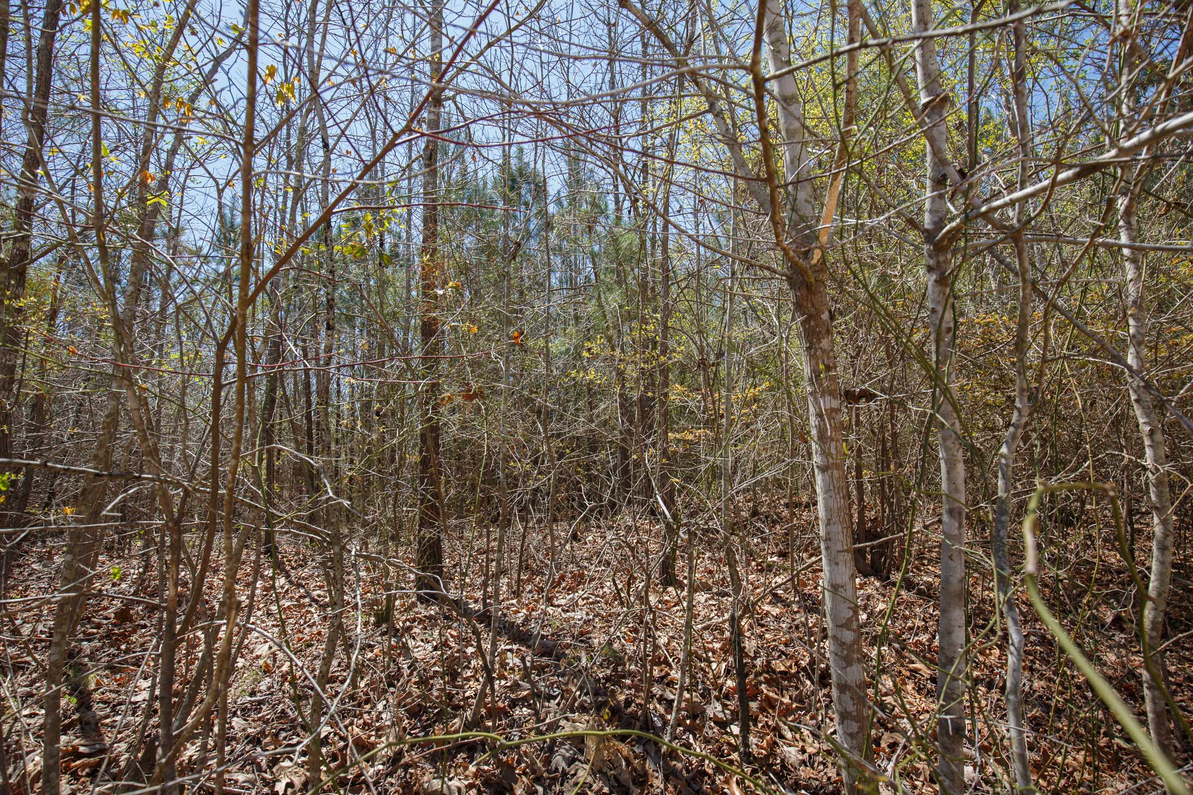 Tract 4 at Southern Hills in Tishomingo County, Mississippi
