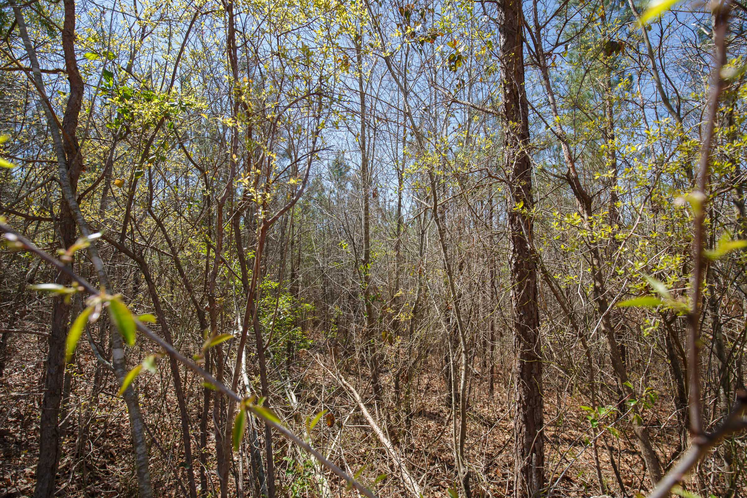 Tract 5 at Southern Hills in Tishomingo County, Mississippi