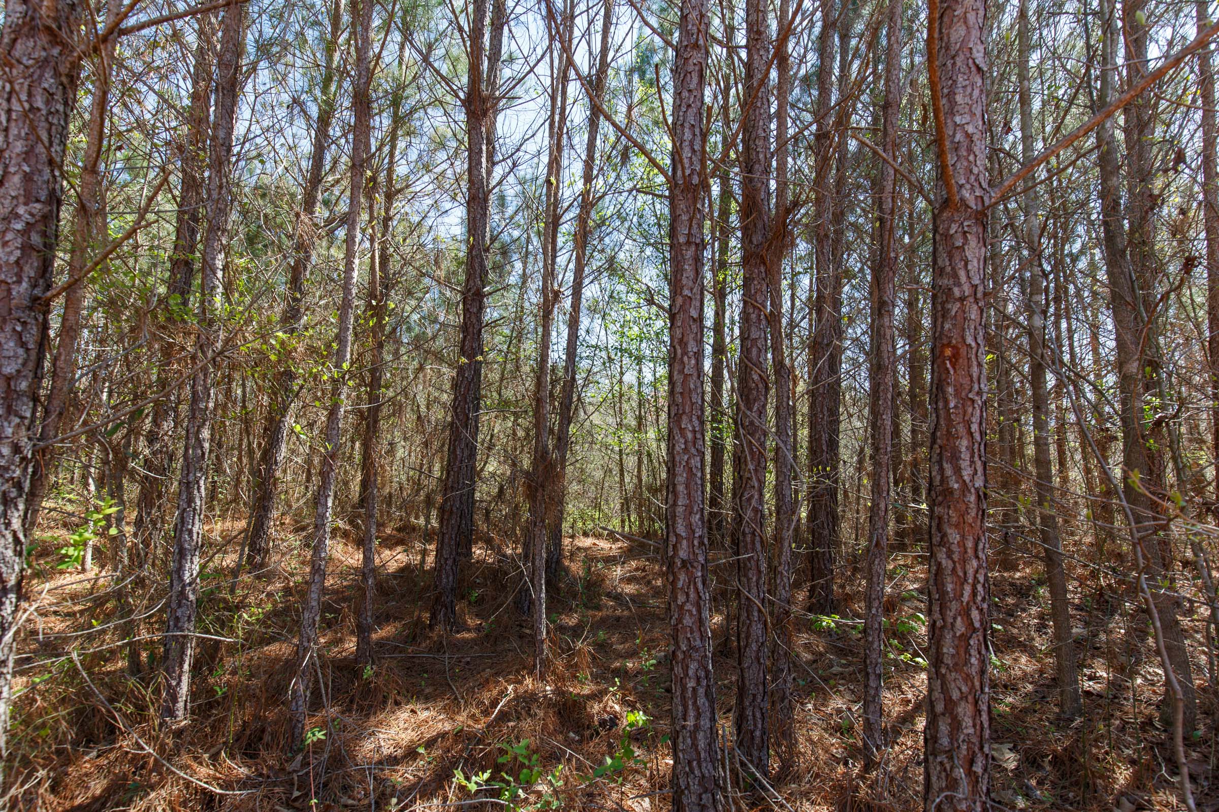 Tract 7 at Southern Hills in Tishomingo County, Mississippi