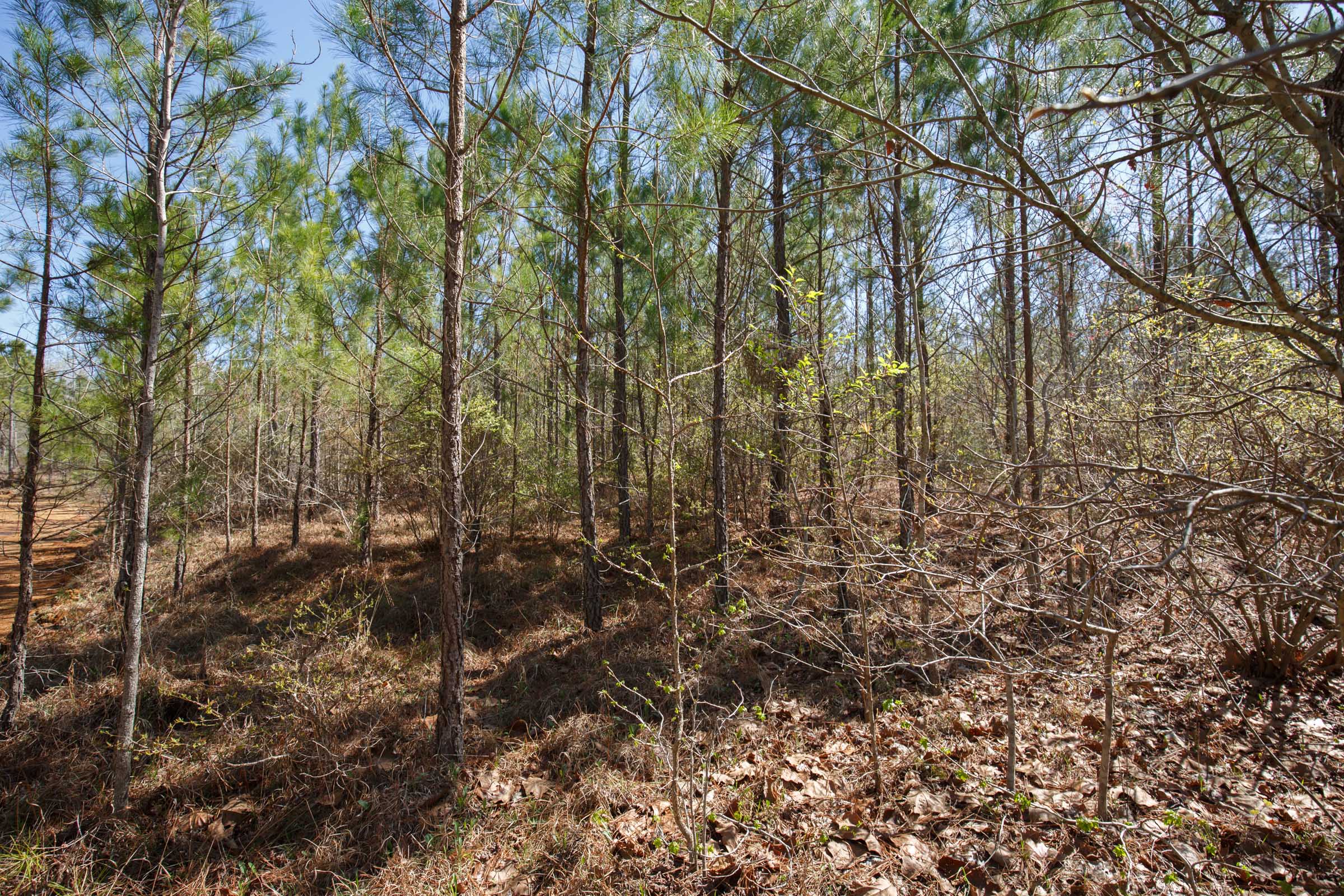 Tract 8 at Southern Hills in Tishomingo County, Mississippi