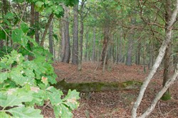 property photo for Wagon Wheel Ranch Tract 1, 5 acres for sale in Dent County, Missouri