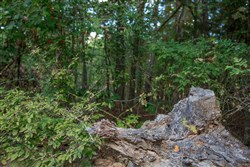 property photo for Wagon Wheel Ranch Tract 1, 5 acres for sale in Dent County, Missouri
