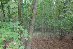 property photo for Wagon Wheel Ranch Tract 1, 5 acres for sale in Dent County, Missouri