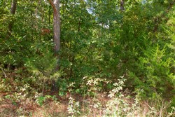 property photo for Wagon Wheel Ranch Tract 10, 7.5 acres for sale in Dent County, Missouri