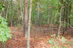 property photo for Wagon Wheel Ranch Tract 11, 8.04 acres for sale in Dent County, Missouri