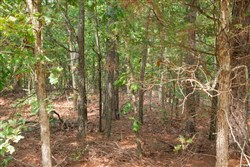 property photo for Wagon Wheel Ranch Tract 11, 8.04 acres for sale in Dent County, Missouri