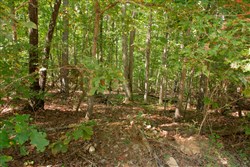 property photo for Wagon Wheel Ranch Tract 11, 8.04 acres for sale in Dent County, Missouri
