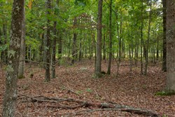 property photo for Wagon Wheel Ranch Tract 13, 6.57 acres for sale in Dent County, Missouri