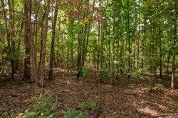 property photo for Wagon Wheel Ranch Tract 13, 6.57 acres for sale in Dent County, Missouri