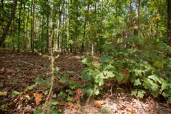property photo for Wagon Wheel Ranch Tract 13, 6.57 acres for sale in Dent County, Missouri
