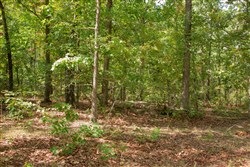 property photo for Wagon Wheel Ranch Tract 14, 6.42 acres for sale in Dent County, Missouri