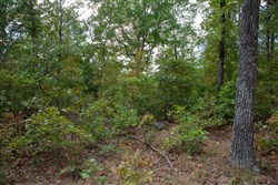 property photo for Wagon Wheel Ranch Tract 15, 8.62 acres for sale in Dent County, Missouri
