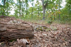 property photo for Wagon Wheel Ranch Tract 15, 8.62 acres for sale in Dent County, Missouri