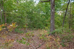 property photo for Wagon Wheel Ranch Tract 17, 10 acres for sale in Dent County, Missouri