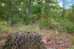 property photo for Wagon Wheel Ranch Tract 17, 10 acres for sale in Dent County, Missouri