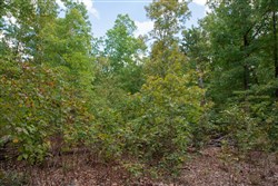 property photo for Wagon Wheel Ranch Tract 18, 7.9 acres for sale in Dent County, Missouri