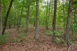 property photo for Wagon Wheel Ranch Tract 18, 7.9 acres for sale in Dent County, Missouri
