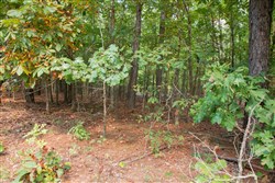 property photo for Wagon Wheel Ranch Tract 2, 5 acres for sale in Dent County, Missouri