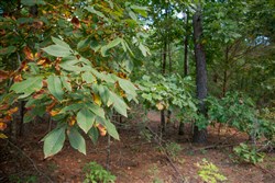 property photo for Wagon Wheel Ranch Tract 2, 5 acres for sale in Dent County, Missouri