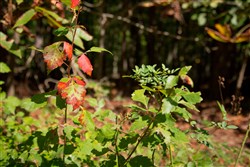 property photo for Wagon Wheel Ranch Tract 2, 5 acres for sale in Dent County, Missouri