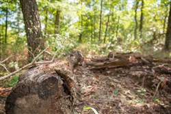 property photo for Wagon Wheel Ranch Tract 21, 11.07 acres for sale in Dent County, Missouri