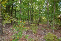 property photo for Wagon Wheel Ranch Tract 22, 10.11 acres for sale in Dent County, Missouri