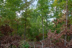 property photo for Wagon Wheel Ranch Tract 22, 10.11 acres for sale in Dent County, Missouri
