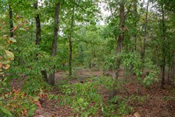 property photo for Wagon Wheel Ranch Tract 24, 11.19 acres for sale in Dent County, Missouri