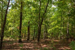 property photo for Wagon Wheel Ranch Tract 25, 9.31 acres for sale in Dent County, Missouri
