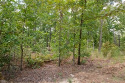 property photo for Wagon Wheel Ranch Tract 26, 8.14 acres for sale in Dent County, Missouri