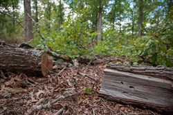 property photo for Wagon Wheel Ranch Tract 26, 8.14 acres for sale in Dent County, Missouri