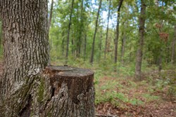 property photo for Wagon Wheel Ranch Tract 27, 11.04 acres for sale in Dent County, Missouri
