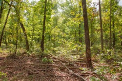 Wagon Wheel Ranch Tract 29