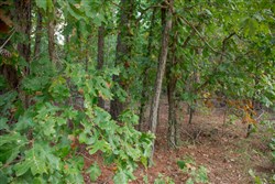 property photo for Wagon Wheel Ranch Tract 3, 5 acres for sale in Dent County, Missouri