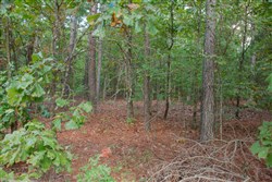 property photo for Wagon Wheel Ranch Tract 3, 5 acres for sale in Dent County, Missouri