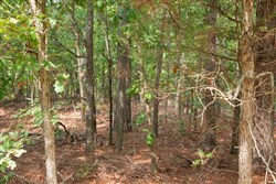 property photo for Wagon Wheel Ranch Tract 3, 5 acres for sale in Dent County, Missouri