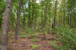 Wagon Wheel Ranch Tract 30