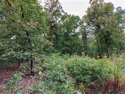 Wagon Wheel Ranch Tract 31